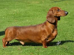 dog 1